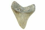 Serrated, Fossil Megalodon Tooth - North Carolina #275558-1